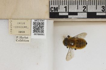 Media type: image;   Entomology 786061 Aspect: Labels